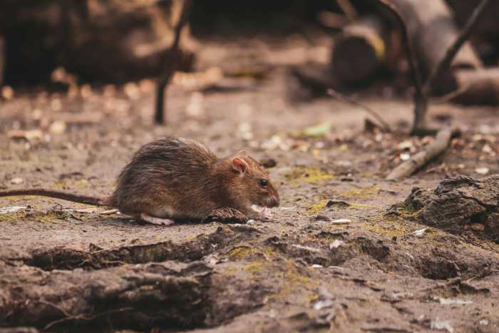 Hantavirus: Bahaya Tersembunyi Yang Mengejutkan, Pakar Dedah Kesilapan Membersih Najis Tikus Boleh Undang Risiko Maut